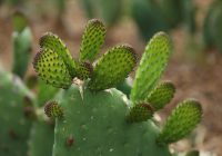 Mexicanos estudian propiedades de nopal y amaranto contra la obesidad