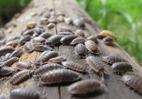 La grana cochinilla, insecto que revolucionó el arte durante tres siglos