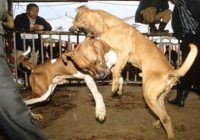 Implementan pena de hasta 5 años de prisión a criadores y entrenadores de perros de pelea