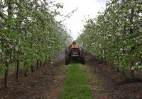 Prácticas de manzaneros, mortales para las abejas