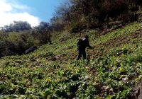 Destruyen agentes de AEI plantío de amapola