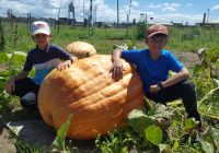 Anuncian el Quinto Festival de la Calabaza, organizado por la comunidad menonita