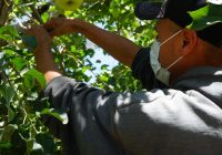 Amplia Secretaría de Desarrollo Rural prórroga para la convocatoria “Fomento Agrícola”