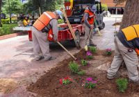 Reforestan la Plaza Principal de Cuauhtémoc