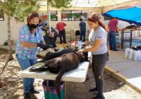 Esterilizan a 375 perros y gatos, en Cuauhtémoc