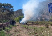 Destruye FGE Occidente plantío de mariguana en Nonoava