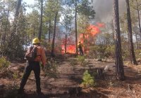 Debe Gobierno Federal apoyar en el combate a incendios forestales: Congreso