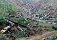 Lo golpea pino en Madera y fallece