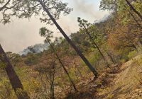 Incendio forestal en Moris sin riesgo para la población